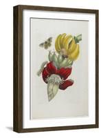 Inflorescence of Banana, 1705-Maria Sibylla Graff Merian-Framed Giclee Print