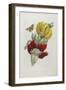 Inflorescence of Banana, 1705-Maria Sibylla Graff Merian-Framed Giclee Print