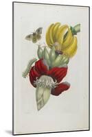 Inflorescence of Banana, 1705-Maria Sibylla Graff Merian-Mounted Giclee Print