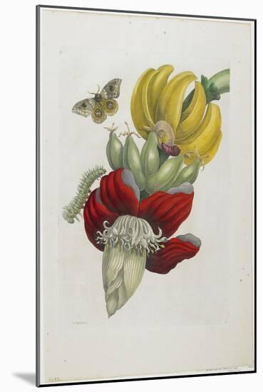 Inflorescence of Banana, 1705-Maria Sibylla Graff Merian-Mounted Giclee Print