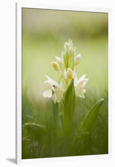 Inflorescence Of Elder-Flowered Orchid (Dactylorhiza Sambucina). Pyrenees. Andorra-Oscar Dominguez-Framed Photographic Print