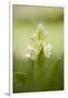 Inflorescence Of Elder-Flowered Orchid (Dactylorhiza Sambucina). Pyrenees. Andorra-Oscar Dominguez-Framed Photographic Print