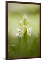 Inflorescence Of Elder-Flowered Orchid (Dactylorhiza Sambucina). Pyrenees. Andorra-Oscar Dominguez-Framed Photographic Print