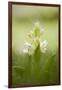 Inflorescence Of Elder-Flowered Orchid (Dactylorhiza Sambucina). Pyrenees. Andorra-Oscar Dominguez-Framed Photographic Print