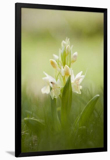 Inflorescence Of Elder-Flowered Orchid (Dactylorhiza Sambucina). Pyrenees. Andorra-Oscar Dominguez-Framed Photographic Print