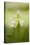Inflorescence Of Elder-Flowered Orchid (Dactylorhiza Sambucina). Pyrenees. Andorra-Oscar Dominguez-Stretched Canvas