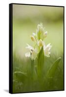 Inflorescence Of Elder-Flowered Orchid (Dactylorhiza Sambucina). Pyrenees. Andorra-Oscar Dominguez-Framed Stretched Canvas