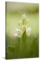 Inflorescence Of Elder-Flowered Orchid (Dactylorhiza Sambucina). Pyrenees. Andorra-Oscar Dominguez-Stretched Canvas