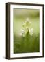 Inflorescence Of Elder-Flowered Orchid (Dactylorhiza Sambucina). Pyrenees. Andorra-Oscar Dominguez-Framed Photographic Print