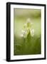 Inflorescence Of Elder-Flowered Orchid (Dactylorhiza Sambucina). Pyrenees. Andorra-Oscar Dominguez-Framed Photographic Print