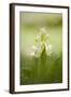 Inflorescence Of Elder-Flowered Orchid (Dactylorhiza Sambucina). Pyrenees. Andorra-Oscar Dominguez-Framed Photographic Print