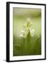 Inflorescence Of Elder-Flowered Orchid (Dactylorhiza Sambucina). Pyrenees. Andorra-Oscar Dominguez-Framed Photographic Print