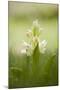 Inflorescence Of Elder-Flowered Orchid (Dactylorhiza Sambucina). Pyrenees. Andorra-Oscar Dominguez-Mounted Photographic Print