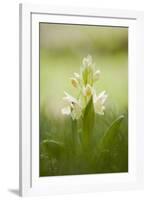 Inflorescence Of Elder-Flowered Orchid (Dactylorhiza Sambucina). Pyrenees. Andorra-Oscar Dominguez-Framed Photographic Print