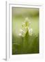 Inflorescence Of Elder-Flowered Orchid (Dactylorhiza Sambucina). Pyrenees. Andorra-Oscar Dominguez-Framed Photographic Print