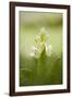 Inflorescence Of Elder-Flowered Orchid (Dactylorhiza Sambucina). Pyrenees. Andorra-Oscar Dominguez-Framed Photographic Print