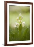 Inflorescence Of Elder-Flowered Orchid (Dactylorhiza Sambucina). Pyrenees. Andorra-Oscar Dominguez-Framed Photographic Print