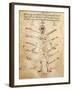 Influence of Various Kabalistic Signs on Organs of Human Body-null-Framed Giclee Print