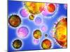 Influenza Virus Particles-PASIEKA-Mounted Photographic Print