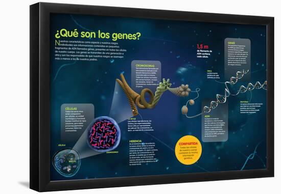 Infografía Acerca De Los Genes, Su Función, Estructura Y Localización En Las Células Humanas-null-Framed Poster