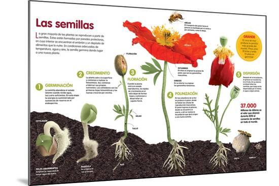 Poster, , large
