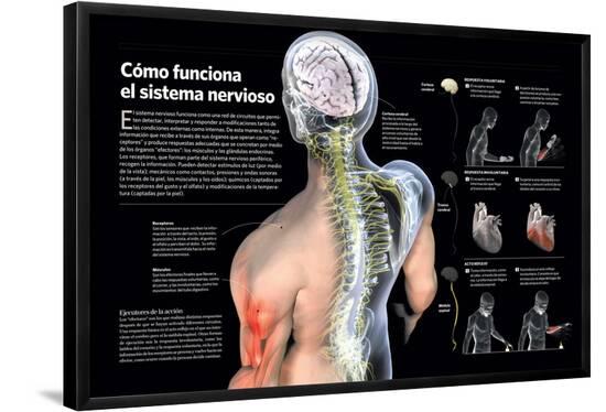 Poster, , large