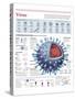 Infografía De La Estructura Del Virus De La Influenza, La Clasificación Y Su Replicación-null-Stretched Canvas