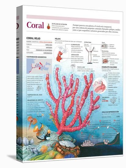 Infografía De La Estructura, El Hábitat Y El Ciclo Reproductivo Del Coral-null-Stretched Canvas