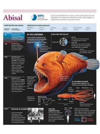 Infografía De La Fauna De Las Fosas Abisales Con Detalle Sobre El Pez  Linterna' Prints | AllPosters.com