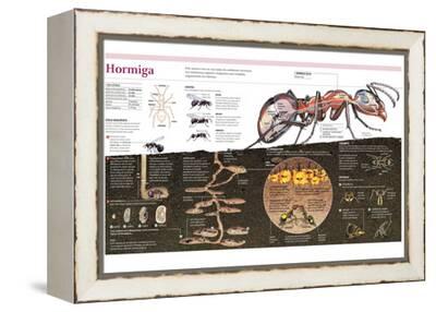 una hormiga en paris una hormiga en paris