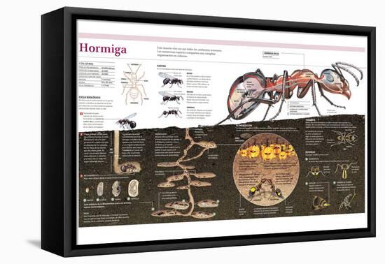 Infografía De La Hormiga, La Construcción Del Hormiguero Y La Organización De Una Colonia-null-Framed Stretched Canvas