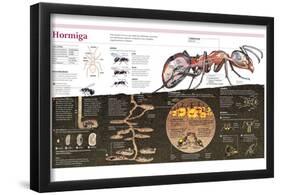 Infografía De La Hormiga, La Construcción Del Hormiguero Y La Organización De Una Colonia-null-Framed Poster