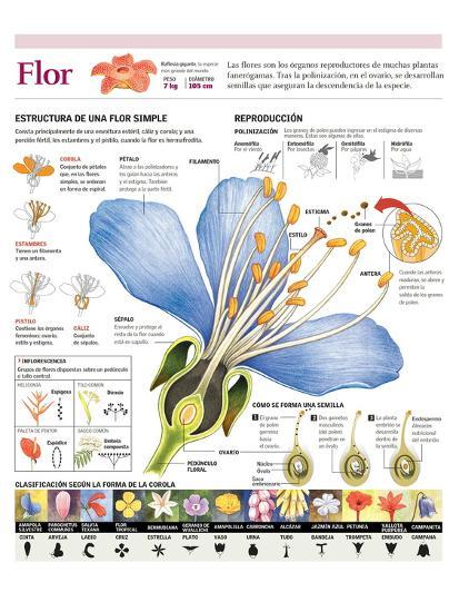 Poster, , large