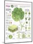 Infografía De Las Partes De La Hoja, Clasificación E Intercambio De Gases Con La Atmósfera-null-Mounted Poster