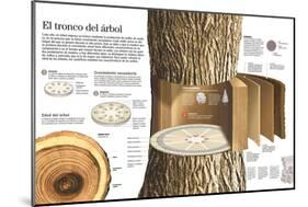 Infografía De Las Partes Del Tronco De Un Árbol Y Cómo Se Produce El Crecimiento Del Mismo-null-Mounted Poster