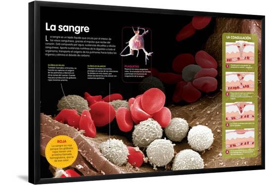 Poster, , large