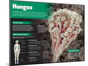 Infografía De Los Hongos, Seres Vivos Muy Simples Similares a Las Plantas-null-Mounted Poster