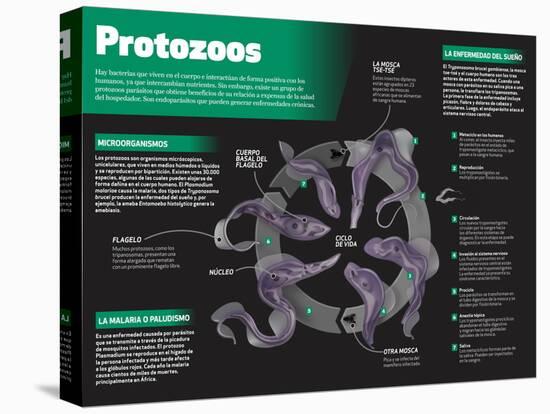 Infografía De Los Protozoos, Organismos Microscópicos Unicelulares-null-Stretched Canvas