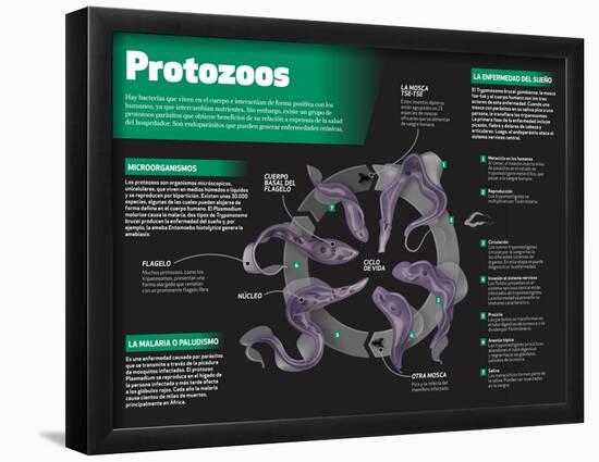 Infografía De Los Protozoos, Organismos Microscópicos Unicelulares-null-Framed Poster