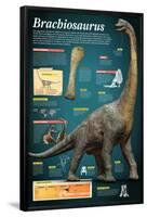 Infografía Del Brachiosaurus, Un Gigantesco Herbívoro Que Vivió a Finales Del Período Jurásico-null-Framed Poster