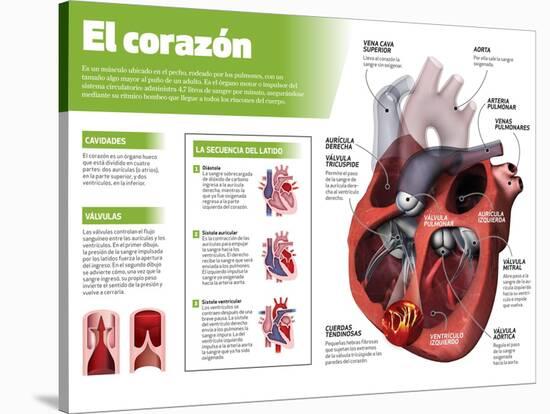 Infografía Del Corazón, Órgano Motor Del Sistema Circulatorio-null-Stretched Canvas