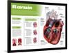 Infografía Del Corazón, Órgano Motor Del Sistema Circulatorio-null-Framed Poster