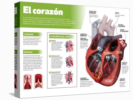 Infografía Del Corazón, Órgano Motor Del Sistema Circulatorio-null-Stretched Canvas