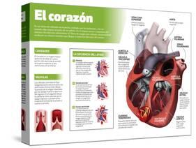 Infografía Del Corazón, Órgano Motor Del Sistema Circulatorio-null-Stretched Canvas