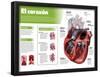 Infografía Del Corazón, Órgano Motor Del Sistema Circulatorio-null-Framed Poster