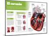 Infografía Del Corazón, Órgano Motor Del Sistema Circulatorio-null-Mounted Poster