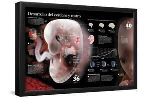 Infografía Del Desarrollo Fetal Hasta El Día 40, Cambios Importantes En El Cerebro Y En El Rostro-null-Framed Poster