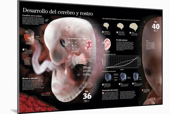 Infografía Del Desarrollo Fetal Hasta El Día 40, Cambios Importantes En El Cerebro Y En El Rostro-null-Mounted Poster