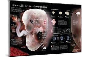 Infografía Del Desarrollo Fetal Hasta El Día 40, Cambios Importantes En El Cerebro Y En El Rostro-null-Mounted Poster
