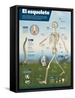 Infografía Del Esqueleto Humano, Detalle De Los Principales Huesos Y Diferencias Entre Sexos-null-Framed Stretched Canvas